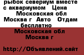 рыбок севериум вместе с аквариумом › Цена ­ 100 - Московская обл., Москва г. Авто » Отдам бесплатно   . Московская обл.,Москва г.